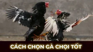 cach chon ga choi tot 1