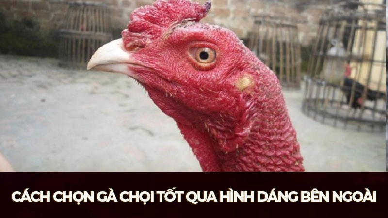 Cách chọn gà chọi tốt qua hình dáng bên ngoài