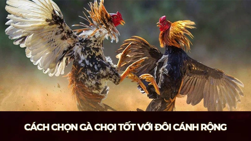 Cách chọn gà chọi tốt với đôi cánh rộng là yếu tố quan trọng cho khả năng giao chiến