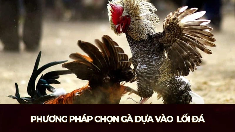 Cách chọn gà chọi tốt còn phụ thuộc vào lối đá