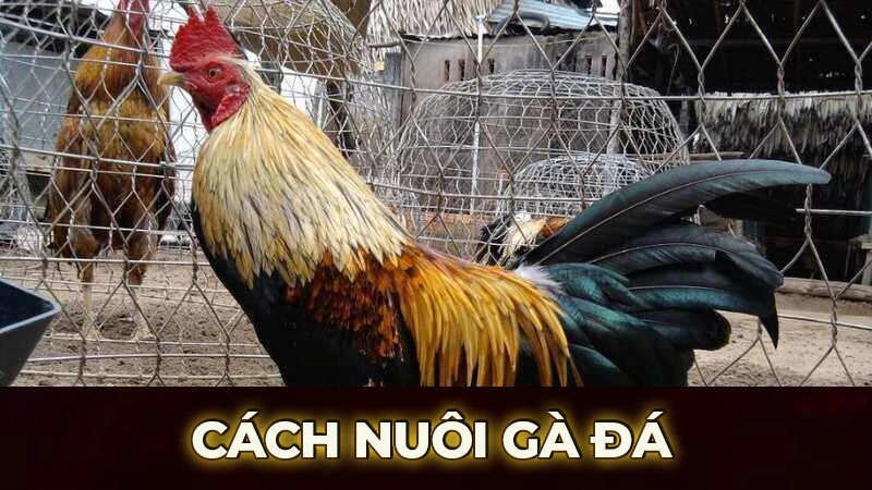 cach nuoi ga da 1