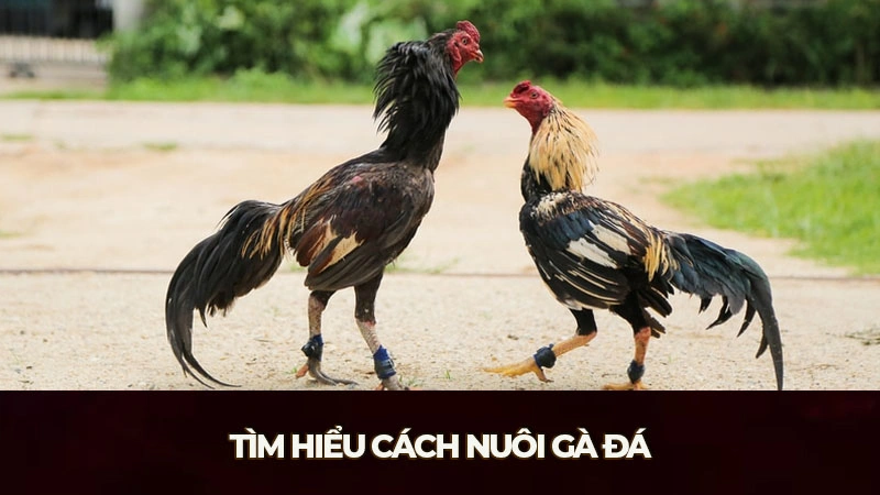 Tìm hiểu cách nuôi gà đá