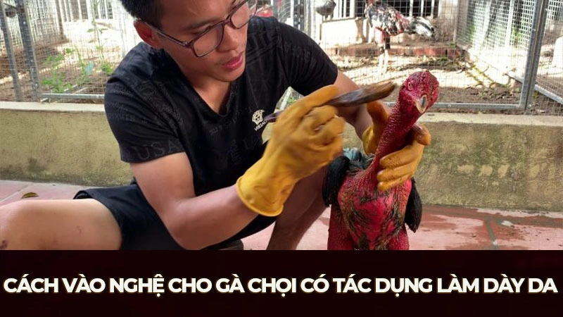 Cách vào nghệ cho gà chọi có tác dụng làm dày da và nâng cao sức chiến đấu