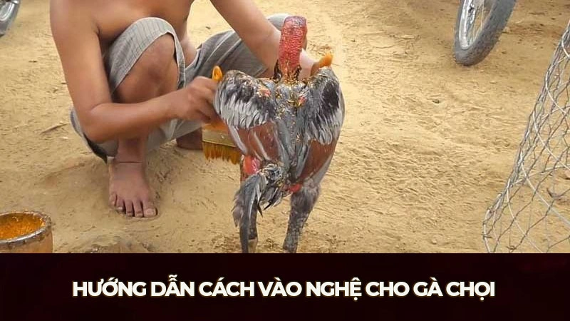 Hướng dẫn cách vào nghệ cho gà chọi theo từng bước để đạt hiệu quả tối ưu