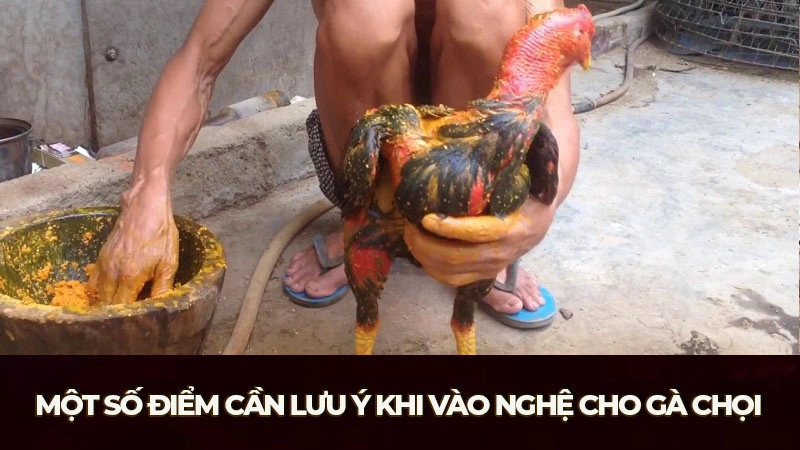 Cách vào nghệ cho gà chọi chỉ nên thực hiện khi chiến kê đã trên 1 tuổi