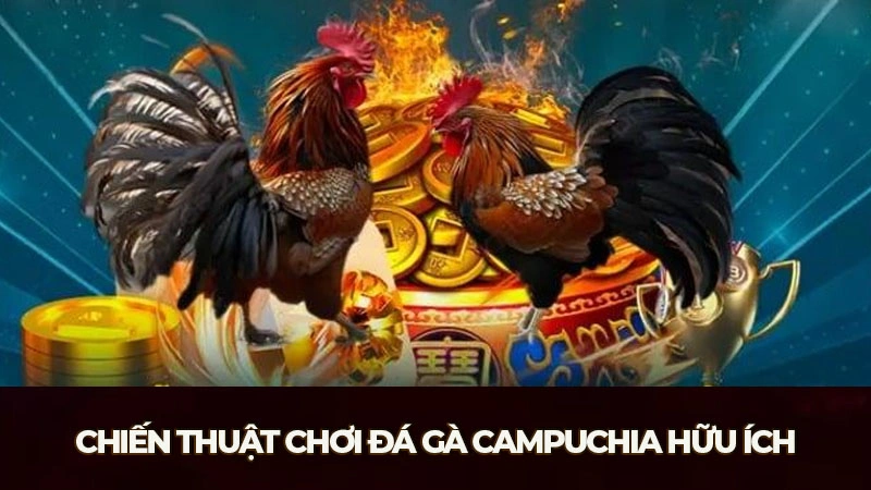 Chiến thuật chơi đá gà Campuchia hữu ích nhất cho tân thủ