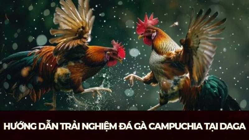 Hướng dẫn trải nghiệm đá gà Campuchia tại Daga