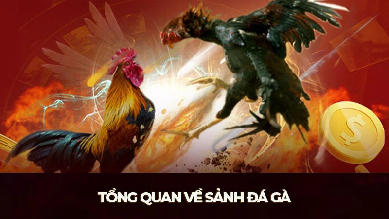 Tổng quan về sảnh đá gà