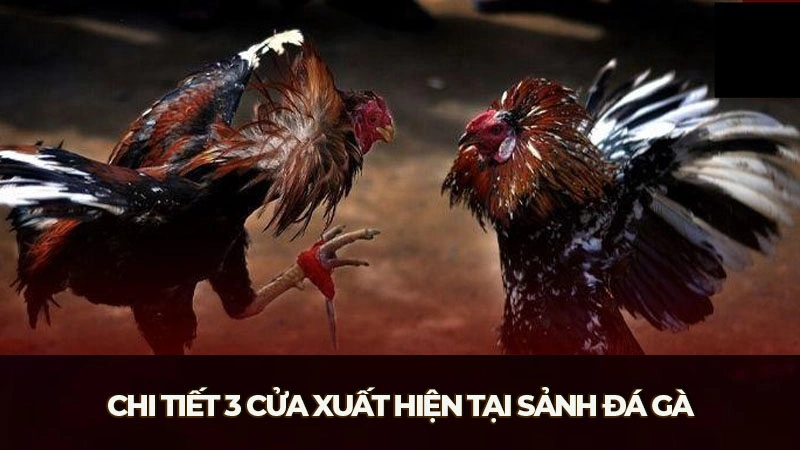 Chi tiết 3 cửa xuất hiện tại sảnh đá gà