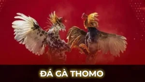 da ga thomo 1