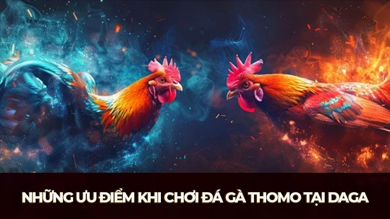 Những ưu điểm khi chơi đá gà Thomo tại Daga