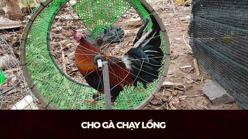 Cho gà chạy lồng là phương pháp chữa trị gà chọi yếu chân hiệu quả