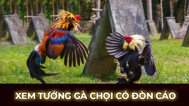 xem tuong ga choi co don cao 1